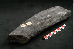 Foto (Seitenansicht) von Calamites communis Ettingshausen (NHMW-GEO-2024-0188-10957)